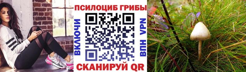 продажа наркотиков  Псков  Псилоцибиновые грибы MAGIC MUSHROOMS 
